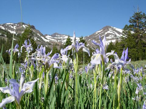 mountain iris