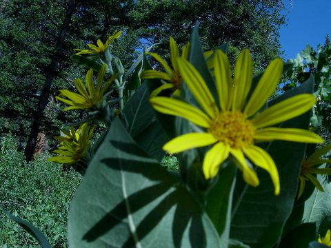 shadow flower